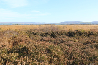 Peatland habitat with heather