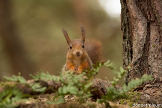 Red Squirrel in the woods