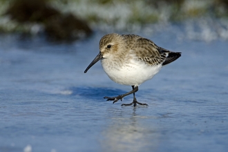 Dunlin standing on ice 