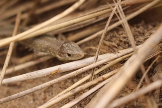 Sand lizard on Fylde Sand Dunes ©Amy Pennington