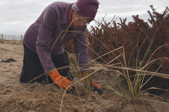 Volunteer planting Marram grass on Fylde Sand Dunes ©Brian Jones