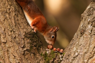 Red Squirrel in a tree eating nuts