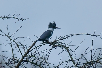 A belted kingfisher, with its blue back and crest visible, sitting on a tree branch against a grey sky