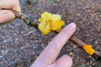 A hand holding a twig that is covered in a frilly, bright yellow fungus called yellow brain fungus