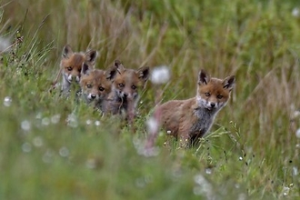 Fox cubs