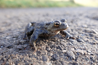 An adult toad sitting on a footpath at Brockholes nature reserve