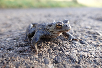 An adult toad sitting on a footpath at Brockholes nature reserve
