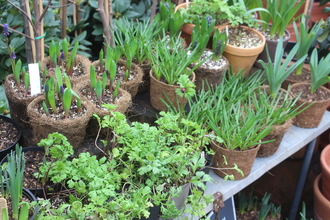 Green bulb shoots and other plants grown in peat-free compost and in coir pots