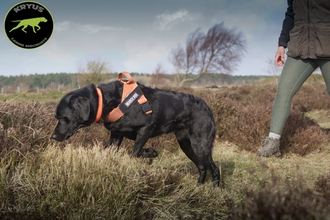 A black labrador wearing an orange harness indicating into a patch of heather as its handler follows behind