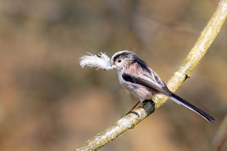 Long tailed tit