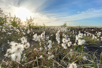 White cotton grass below rays of sunshine and a blue sky