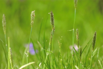 Seedheads of sweet vernal grass growing amongst the bright green background of a long lawn