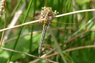 A species of dragonfly named the hairy dragonfly, perched on a reed stem at Brockholes Nature Reserve. It has a hairy abdomen and its wings outstretched