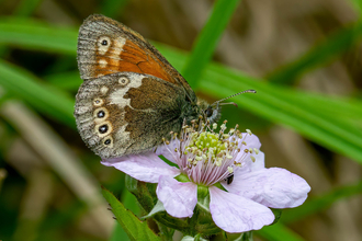 A large heath butterfly feeding on nectar from a flower