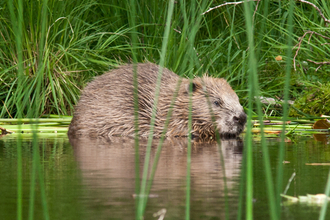 Beaver - Steve Gardner 
