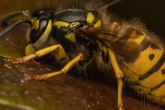 Vespula germanica (social wasp species)