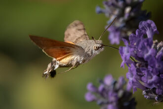 Hummingbird hawk moth 