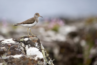 Common sandpiper by Amy Lewis