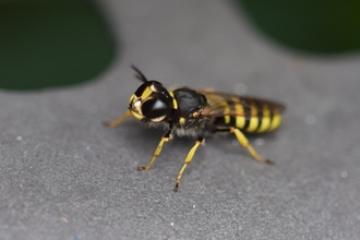 Ectemnius sp by Ken Gartside