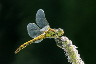 Common darter