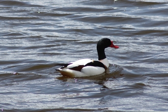 Shelduck by Alan Wright