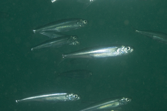 Smelt by Paul Naylor