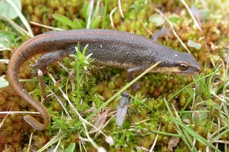 later identified through eDNA as a Palmate Newt (Below: photographed by Philip Precey)