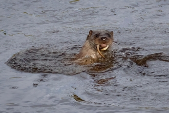 Otter eating an Atlantic eel at Brockholes Nature Reserve