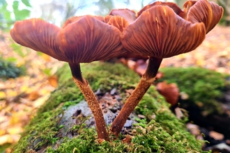 Kuehneromyces mutabilis, Sheathed Wood Tuft