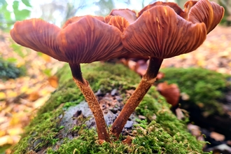 Kuehneromyces mutabilis, Sheathed Wood Tuft 