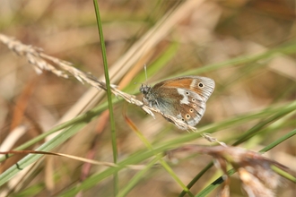 Manchester argus butterfly resting on grass