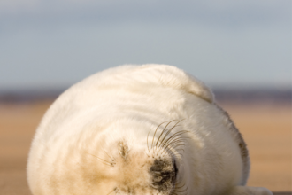Grey seal pup asleep on beach