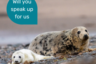 Grey seals at South Walney