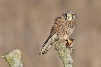 Kestrel perched at Lunt meadows