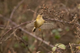 Goldcrest mid-flight