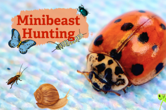 Minibeast Hunting in the Fylde Sand Dunes