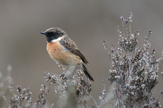 Male stonechat