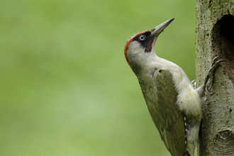 Green woodpecker