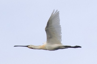 Spoonbill