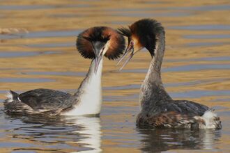 Courting Great crested grebes