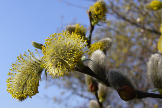 Bright yellow goat willow catkins in flower