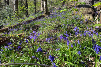 Bluebells