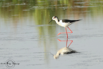 Black-winged Stilt