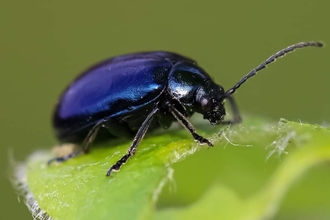 Beetle 
