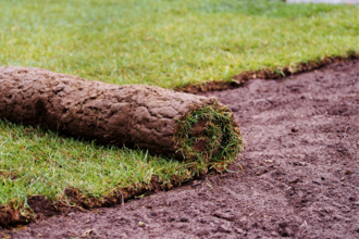 Roll of lawn turf being laid on bare soil