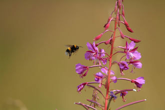 Bee approaching a pink flower by Josh Kubale