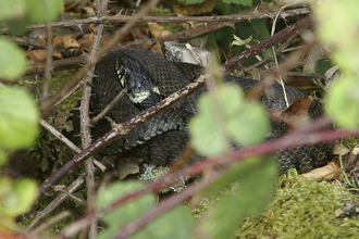 A curled up grass snake in a woodland area