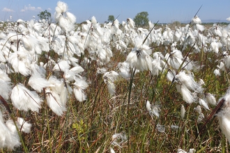 Fluffy white seed heads of common cotton grass against a bright blue sky