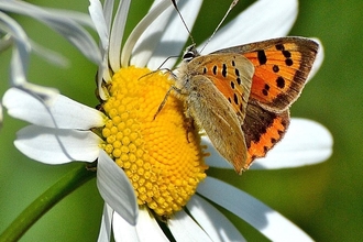 Small Copper