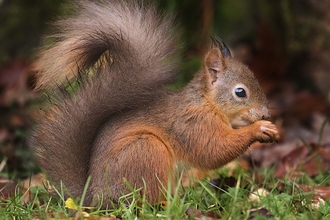 A red squirrel sits on the ground holding a piece of food
